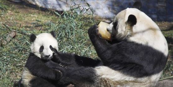 San Diego Zoo & Safari Package at California Hotel