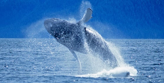 Harbour Excursion & Whale Watching Package at California Hotel